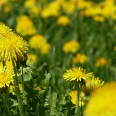 Top 10 Dandelion Benefits