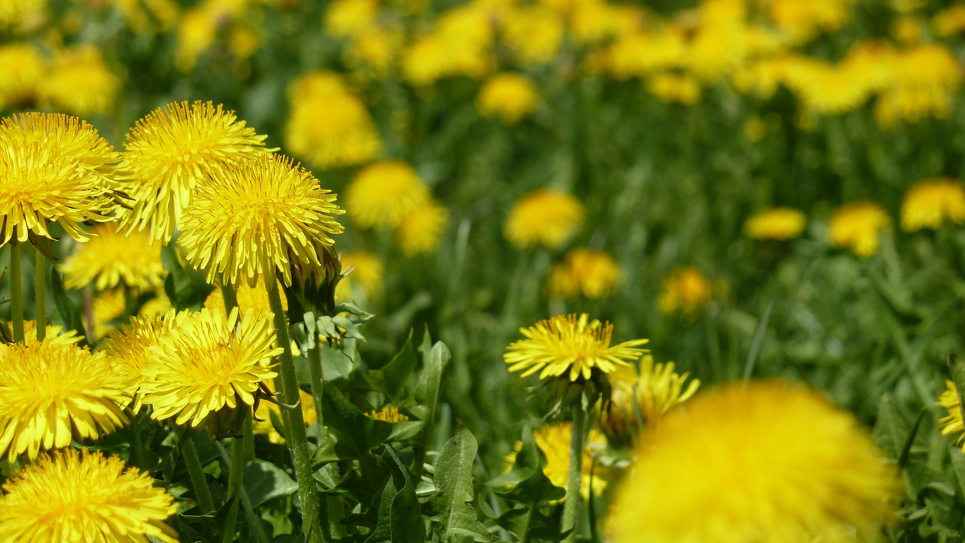 Top 10 Dandelion Benefits - Seed Supplements